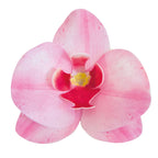 ORCHIDEA CIALDA ROSA 8.5 -7.5 CM 10pezzi
