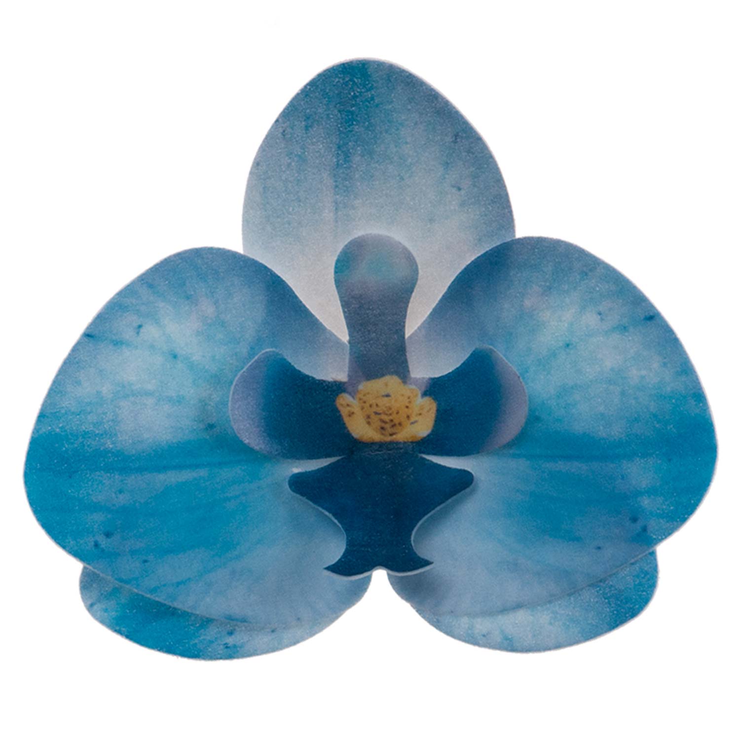 ORCHIDEA IN COLORE CIALDA BLU 8,5 -7,5CM 10pezzi