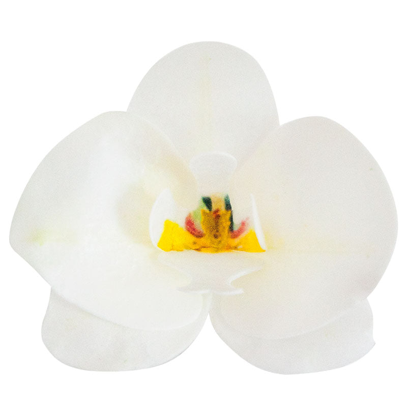 ORCHIDEA CIALDA BIANCA 8.5 -7.5 CM 10pezzi