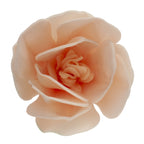 MAGNOLIA CIALDA BIANCA 6,5-7CM